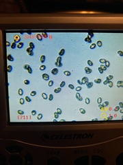 Inocybe pallidicremea