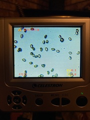 Inocybe pallidicremea