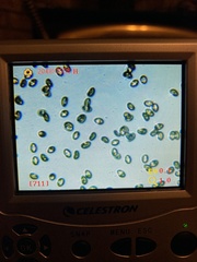 Inocybe pallidicremea