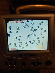 Inocybe pallidicremea