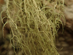 Usnea nidifica