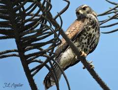 Parabuteo unicinctus