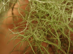 Usnea dasaea