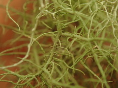 Usnea dasaea
