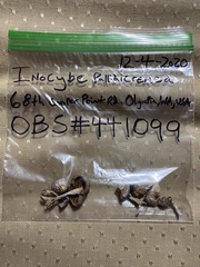 Inocybe pallidicremea