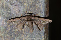 Prismosticta microprisma