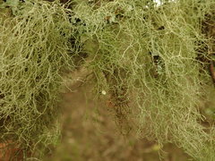 Usnea dasaea