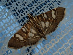 Chabula telphusalis