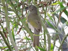 Saltator striatipectus