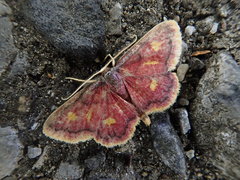 Idaea muricata