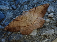 Endropiodes indictinaria