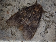 Peridea gigantea