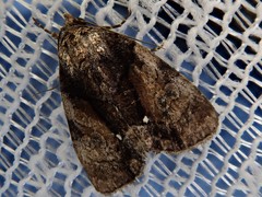 Chytonix albonotata