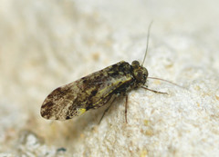 Loensia moesta