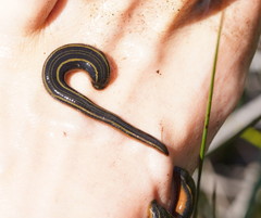Richardsonianus australis