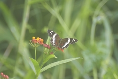 Anartia fatima