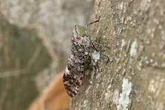 Calyptoproctina