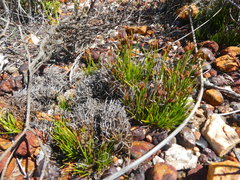 Ficinia overbergensis