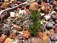 Ficinia overbergensis