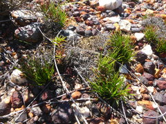 Ficinia overbergensis