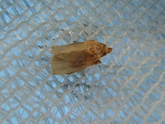 Microleon longipalpis