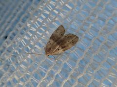 Stictane rectilinea chinesica