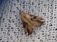 Hypena pulverulenta