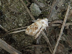 Kitanola uncula