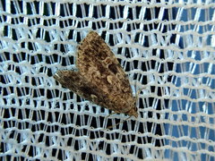 Protodeltote distinguenda