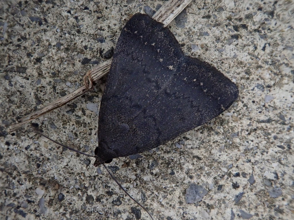 Nodaria tristis