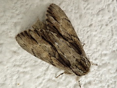 Shaka atrovittatus