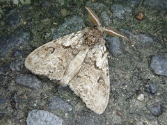 Calliteara argentata