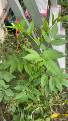Rubus probus