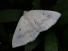 Lomographa temerata