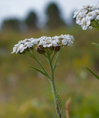Achillea schmakovii