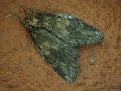 Peridea gigantea