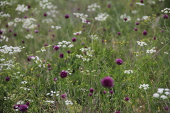 Allium rotundum jajlae