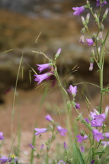 Campanula sibirica taurica