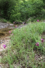 Gladiolus imbricatus