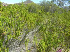 Erica coccinea
