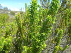 Erica coccinea
