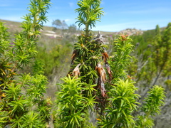 Erica coccinea