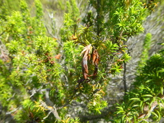 Erica coccinea