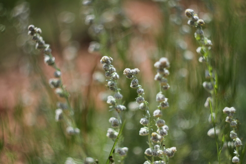Austrian Mugwort