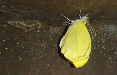 Pieris rapae rapae