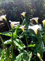 Zantedeschia