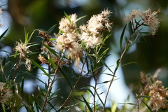 Melaleuca bracteata