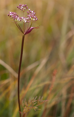 Ostericum tenuifolium