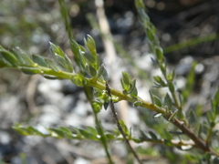 Amphithalea violacea