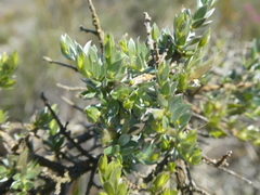 Amphithalea violacea